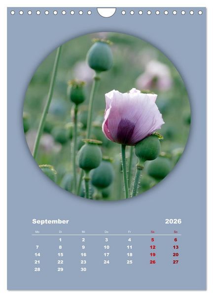Produktbild: Rundherum Natur (Wandkalender 2026 DIN A4 hoch), CALVENDO Monatskalender