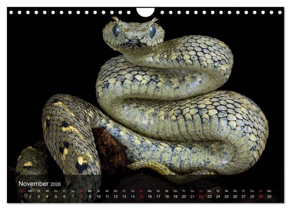 Produktbild: Giftschlangen (Wandkalender 2026 DIN A4 quer), CALVENDO Monatskalender