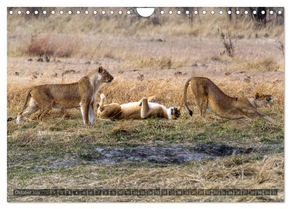 Produktbild: Botswana &ndash; Landschaft und Tierwelt (Wandkalender 2026 DIN A4 quer), CALVENDO Monatskalender