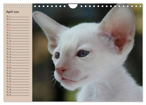 Produktbild: Siamkatzen - Kleiner Frechdachs mit Familie (Wandkalender 2026 DIN A4 quer), CALVENDO Monatskalender