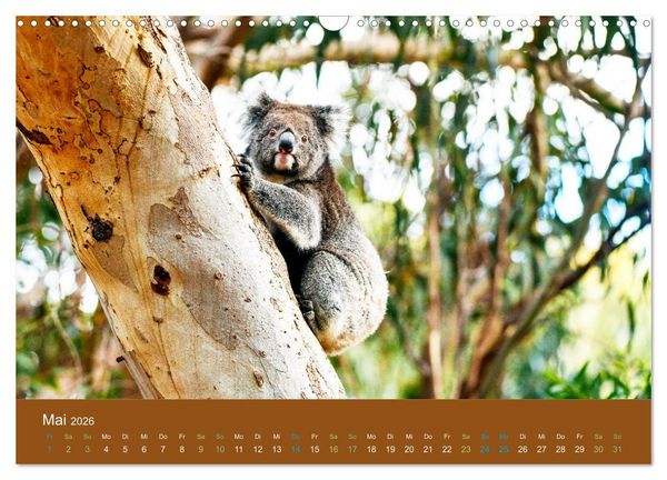 Produktbild: Koalas, putzige Gesellen (Wandkalender 2026 DIN A3 quer), CALVENDO Monatskalender