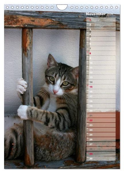 Produktbild: Hauskatzen (Wandkalender 2026 DIN A4 hoch), CALVENDO Monatskalender
