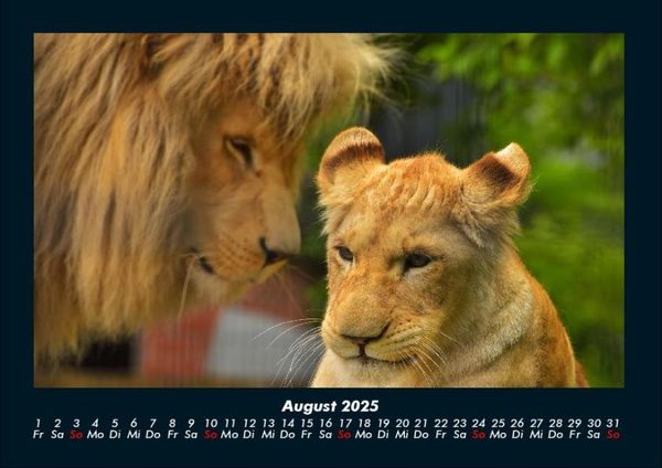 Produktbild: Tiere in der Wildnis 2025 Fotokalender DIN A4