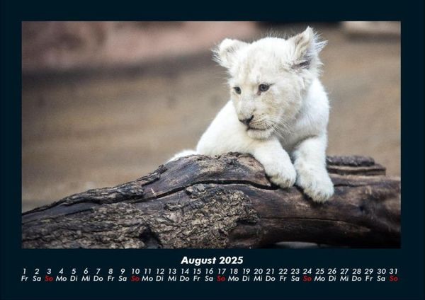 Produktbild: L&ouml;wen in der Wildnis 2025 Fotokalender DIN A4