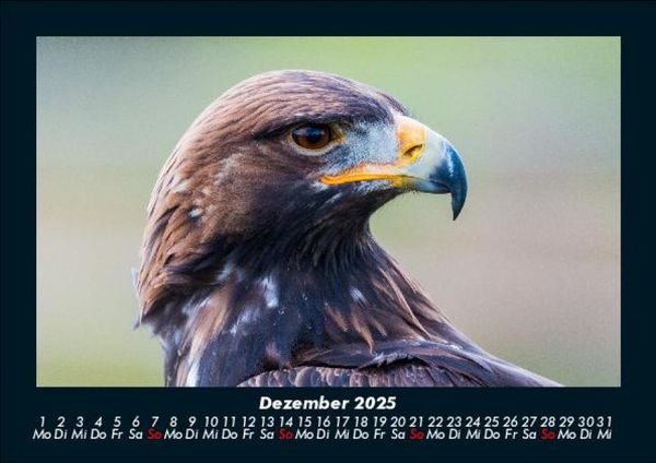 Produktbild: Adler 2025 Fotokalender DIN A5