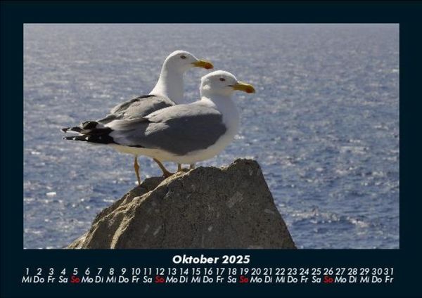 Produktbild: M&ouml;wen 2025 Fotokalender DIN A5