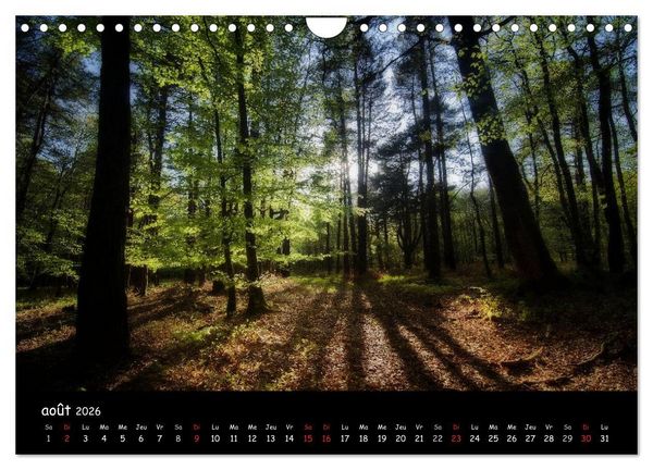Produktbild: BROCELIANDE, la for&ecirc;t (Calendrier mural 2026 DIN A4 vertical), CALVENDO calendrier mensuel