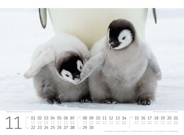 Produktbild: Pinguine Kalender 2027