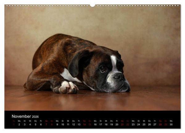Produktbild: Liebenswerte Boxer (hochwertiger Premium Wandkalender 2026 DIN A2 quer), Kunstdruck in Hochglanz
