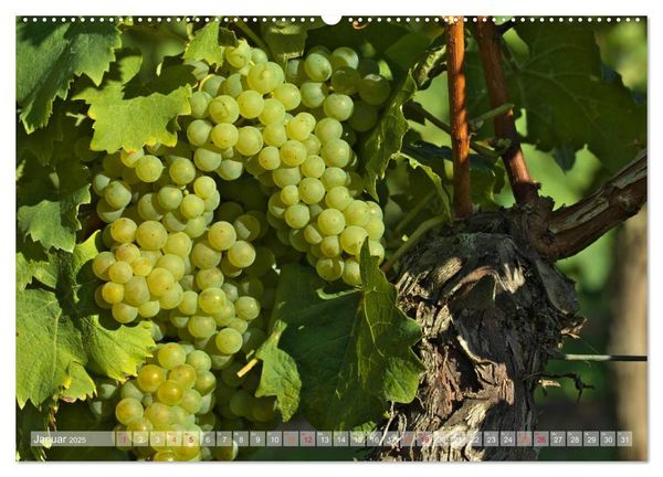 Produktbild: Wein- und Rebsorten aus Rheinland-Pfalz (hochwertiger Premium Wandkalender 2025 DIN A2 quer), Kunstdruck in Hochglanz