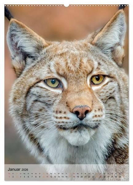 Produktbild: Tiere - K&ouml;pfe mit Charakter (hochwertiger Premium Wandkalender 2026 DIN A2 hoch), Kunstdruck in Hochglanz