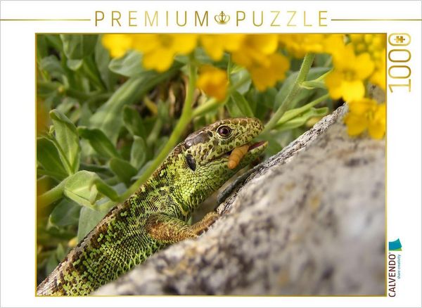 CALVENDO Puzzle Eidechsenmann beim Fressen | 1000 Teile Lege-Größe 64x48cm Foto-Puzzle für glückliche Stunden