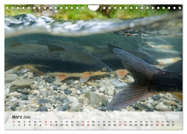 Produktbild: Faszination Fische (Wandkalender 2026 DIN A4 quer), CALVENDO Monatskalender