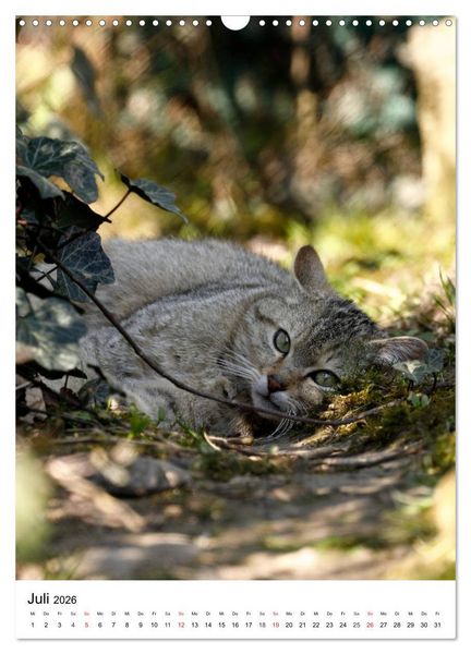 Produktbild: Kleine Tiger im Wald (Wandkalender 2026 DIN A3 hoch), CALVENDO Monatskalender