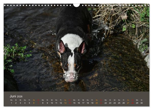 Produktbild: Bullterrier, liebenswerte Sturk&ouml;pfe (Wandkalender 2026 DIN A3 quer), CALVENDO Monatskalender
