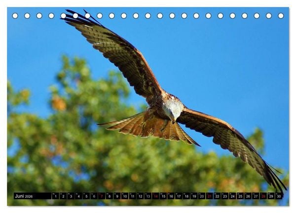 Produktbild: Faszination Greifv&ouml;gel Schnelle J&auml;ger (Tischkalender 2026 DIN A5 quer), CALVENDO Monatskalender