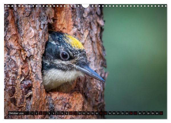 Produktbild: Wildtierkalender (Wandkalender 2026 DIN A3 quer), CALVENDO Monatskalender