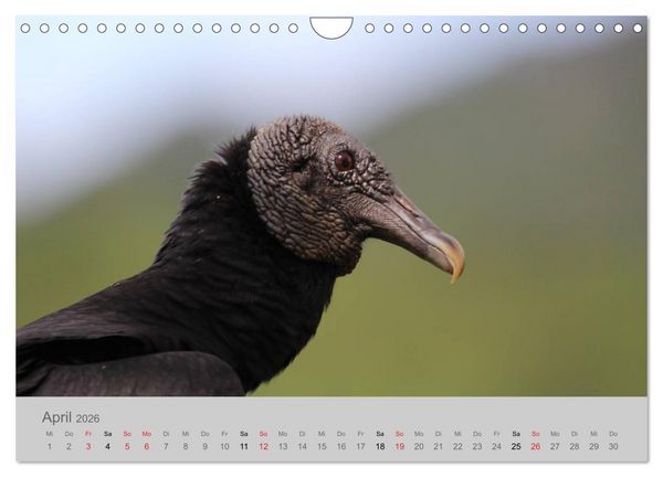 Produktbild: Costa Rica - Exotische V&ouml;gel im Regenwald (Wandkalender 2026 DIN A4 quer), CALVENDO Monatskalender