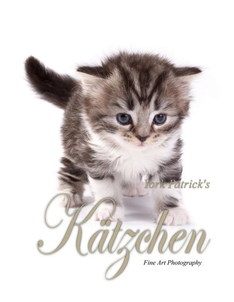 Produktbild: K&auml;tzchen - Fine Art Photography