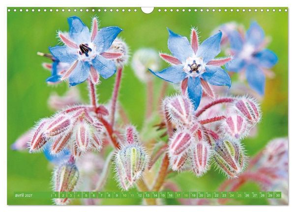 Produktbild: Fleurs du jardin aromatique (Calendrier mural 2027 DIN A3 vertical), CALVENDO calendrier mensuel