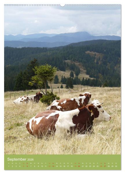 Produktbild: Schwarzwald und K&uuml;he im Hochformat (hochwertiger Premium Wandkalender 2026 DIN A2 hoch), Kunstdruck in Hochglanz