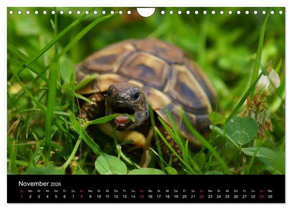 Produktbild: Das Leben der Schildkr&ouml;ten (Wandkalender 2026 DIN A4 quer), CALVENDO Monatskalender