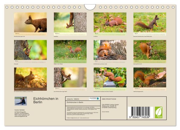 Produktbild: Eichh&ouml;rnchen in Berlin (Wandkalender 2026 DIN A4 quer), CALVENDO Monatskalender