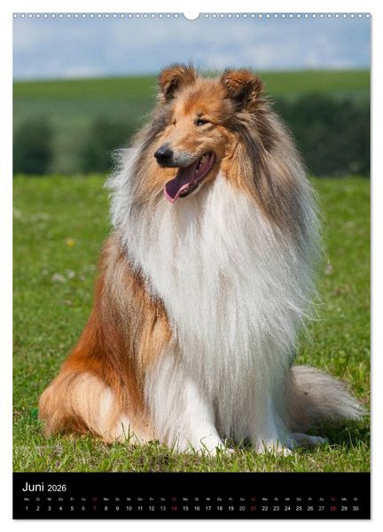 Produktbild: Collie 2026 (hochwertiger Premium Wandkalender 2026 DIN A2 hoch), Kunstdruck in Hochglanz