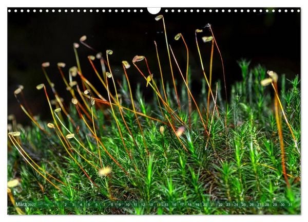 Produktbild: Spaziergang im Wald (Wandkalender 2027 DIN A3 quer), CALVENDO Monatskalender