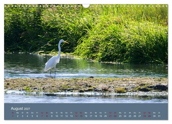 Produktbild: Reiher in der Elbmarsch (Wandkalender 2027 DIN A3 quer), CALVENDO Monatskalender