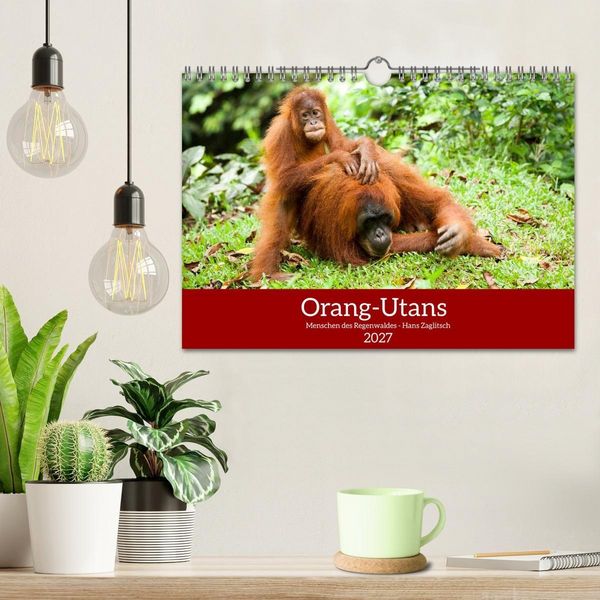 Produktbild: Orang-Utans - Menschen des Regenwaldes (Wandkalender 2027 DIN A4 quer), CALVENDO Monatskalender