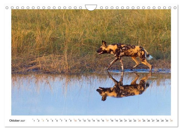 Produktbild: Afrika Wildlife-Fotografien (Wandkalender 2027 DIN A4 quer), CALVENDO Monatskalender