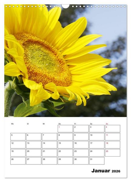 Produktbild: Leuchtende Sonnenblumen (Wandkalender 2026 DIN A3 hoch), CALVENDO Monatskalender