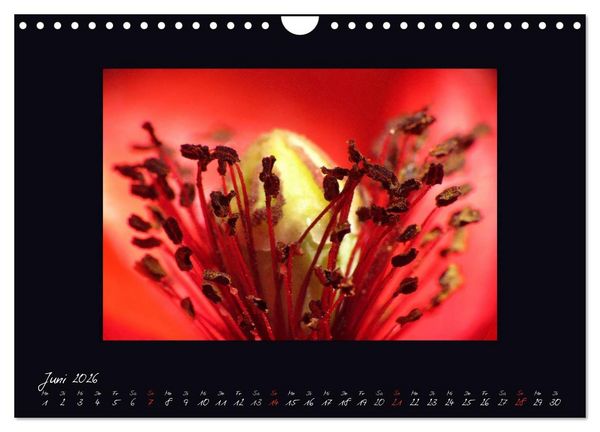 Produktbild: MOHNographie (Wandkalender 2026 DIN A4 quer), CALVENDO Monatskalender