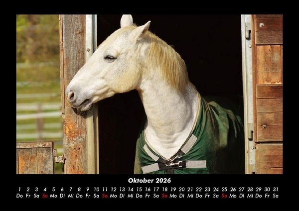 Produktbild: Pferde Kalender 2026 Fotokalender DIN A3