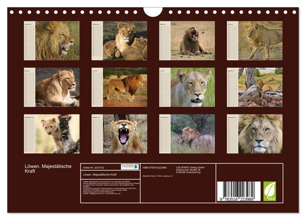Produktbild: L&ouml;wen. Majest&auml;tische Kraft (Wandkalender 2026 DIN A4 quer), CALVENDO Monatskalender