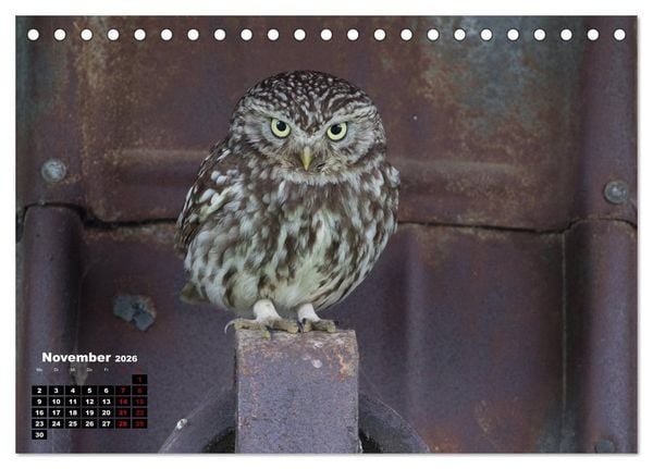 Produktbild: Zu Besuch bei Familie Steinkauz (Tischkalender 2026 DIN A5 quer), CALVENDO Monatskalender
