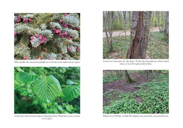 Produktbild: How to Read a Tree