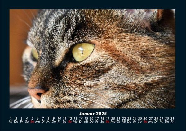 Produktbild: F&uuml;r Katzenfreunde 2025 Fotokalender DIN A4
