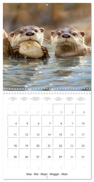 Produktbild: Cute Otter Moments (Wall Calendar 2026 12 &times; 12 Inch) CALVENDO 12 Month Wall Calendar