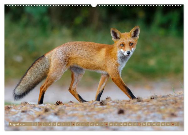 Produktbild: Wilder Dar&szlig; - Fuchs, Hirsch und Co. 2026 (Wandkalender 2026 DIN A2 quer), CALVENDO Monatskalender