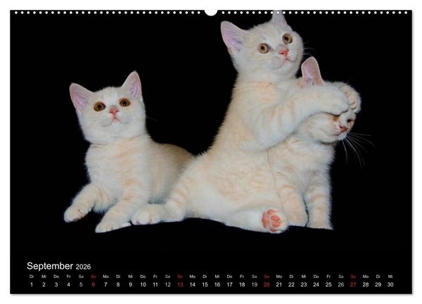 Produktbild: Britisch Kurzhaar Katzen (hochwertiger Premium Wandkalender 2026 DIN A2 quer), Kunstdruck in Hochglanz