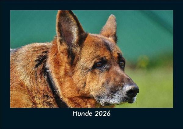 Hunde 2026 Fotokalender DIN A5