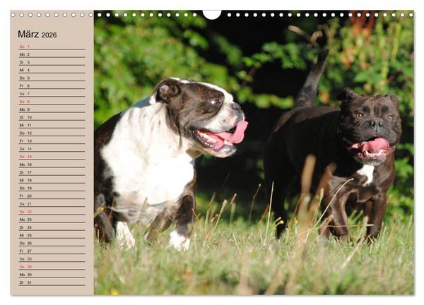 Produktbild: Faszination Bulldogge (Wandkalender 2026 DIN A3 quer), CALVENDO Monatskalender