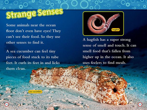 Produktbild: Weird Sea Creatures