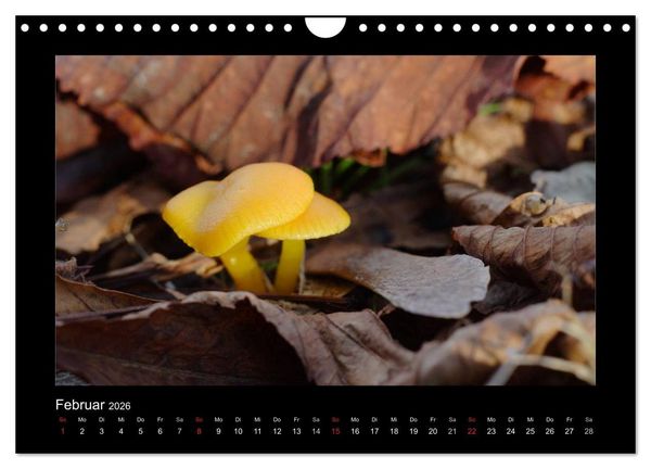 Produktbild: Pilze (Wandkalender 2026 DIN A4 quer), CALVENDO Monatskalender