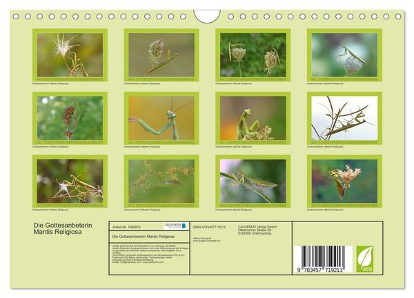 Produktbild: Die Gottesanbeterin Mantis Religiosa (Wandkalender 2026 DIN A4 quer), CALVENDO Monatskalender