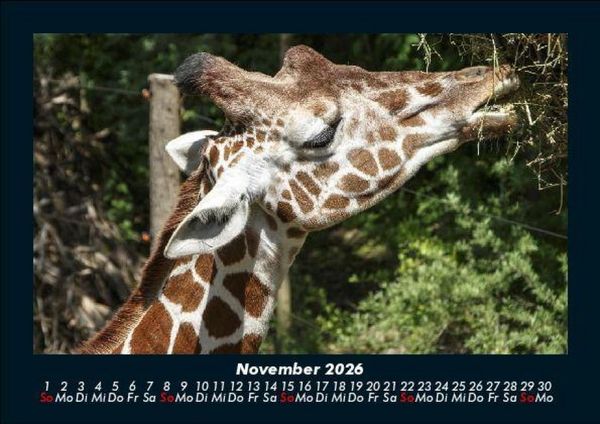 Produktbild: Giraffen 2026 Fotokalender DIN A5