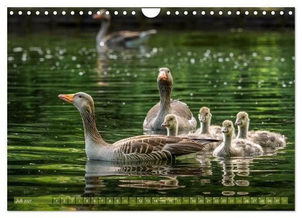 Produktbild: Gans sch&ouml;n wild (Wandkalender 2027 DIN A4 quer), CALVENDO Monatskalender
