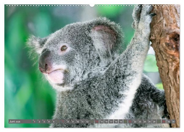 Produktbild: Koalas - Kuscheliges Symbol Australiens (Wandkalender 2026 DIN A2 quer), CALVENDO Monatskalender